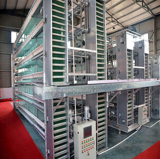 Automatic egg collection system for H type chicken cage Henan Dingtuo