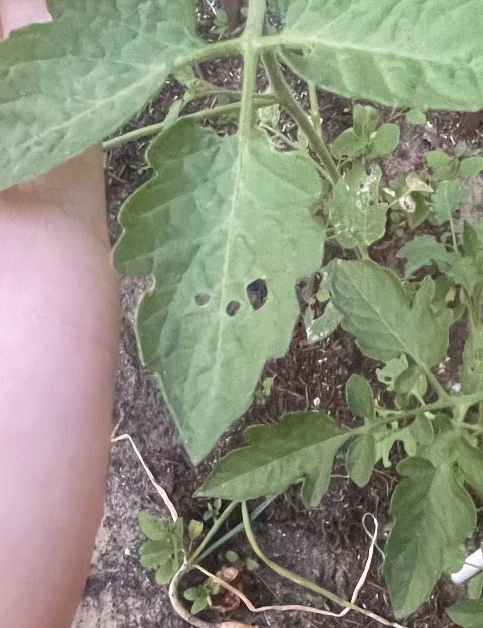 What does it look like is eating my tomato leaves? Dining and Cooking