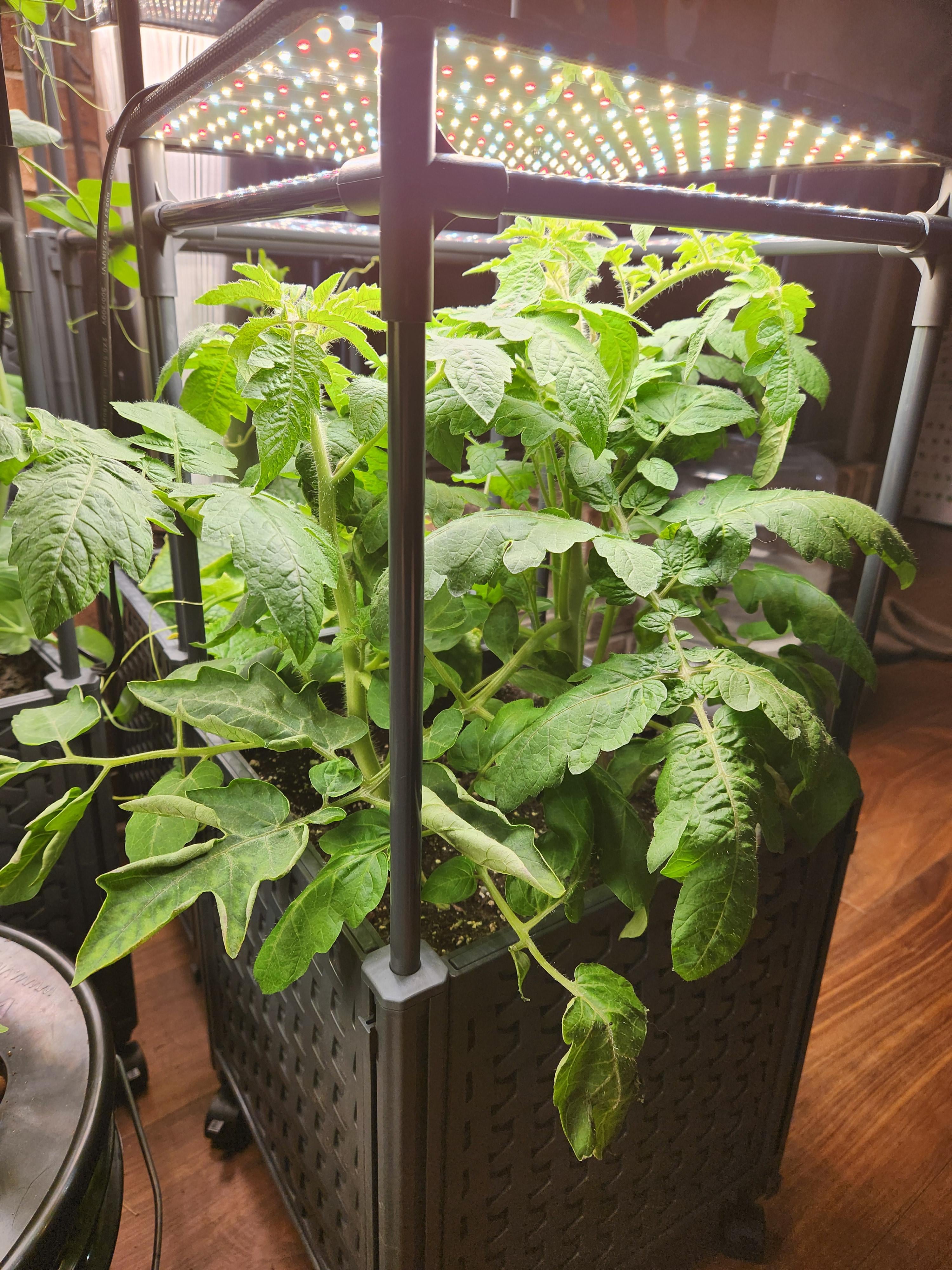 Why don't my tomatoes have flowers yet? Dining and Cooking