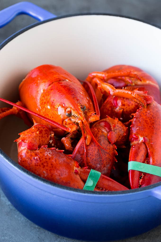 How to Cook a Lobster Dinner at the Zoo