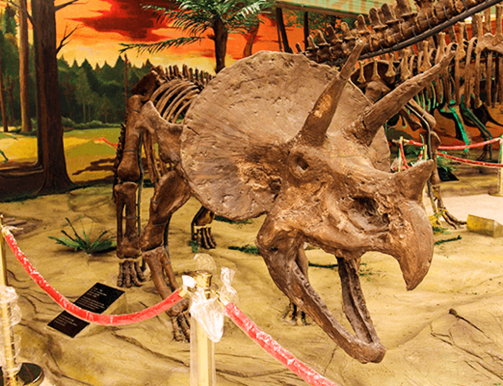 Velociraptor Skeleton Dinomake