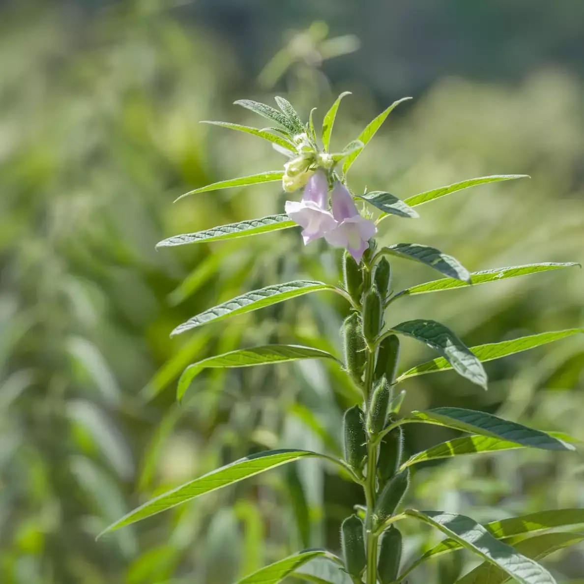 About DIPASA Discover our History