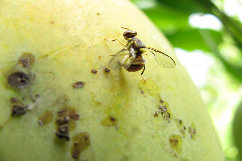 Lure for Oriental Fruit Fly Direct2Farmer