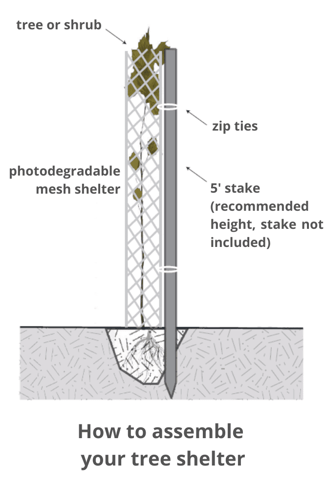 Tree Shelter Direct Native Plants MD, DE, PA, VA