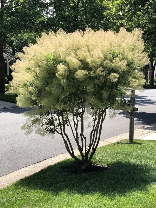 Buy Native Plants Online Flowers, Shrubs, Trees, Grass & More MD
