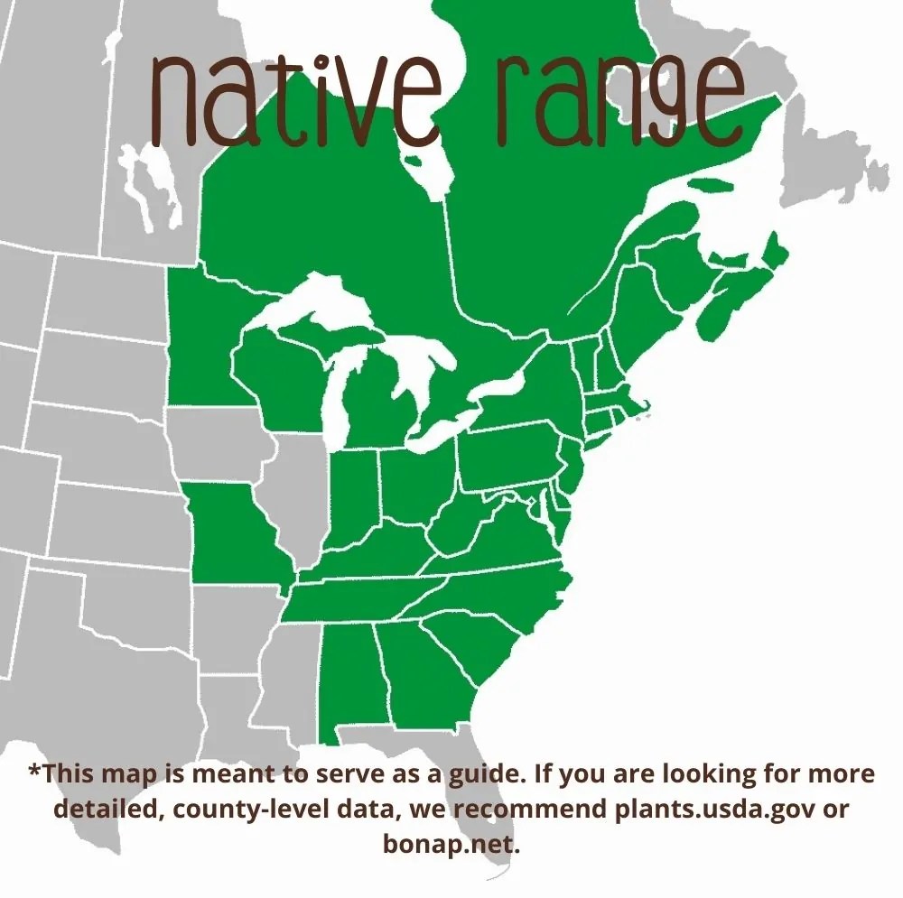 Eastern Hemlock Direct Native Plants