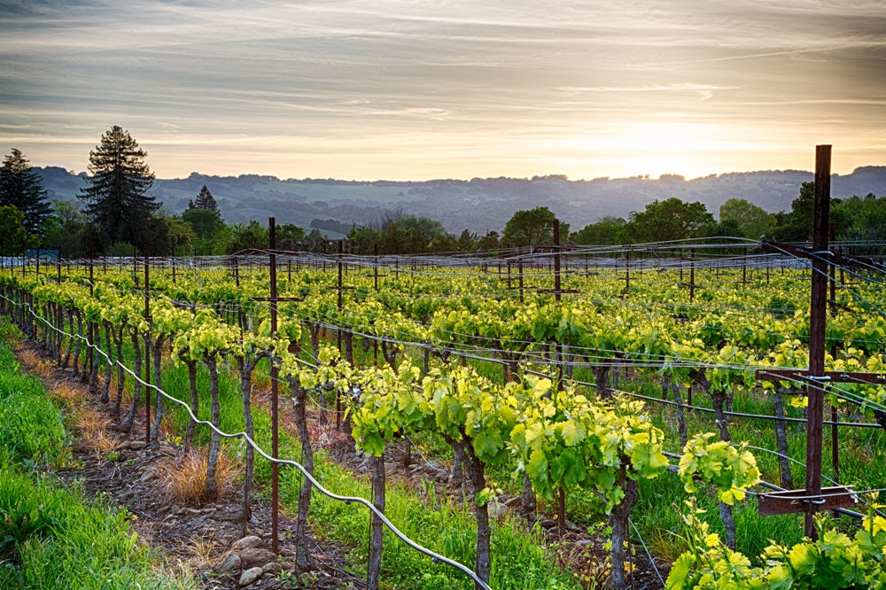 Exploring California's Sonoma Wine Country Direct Supply Network