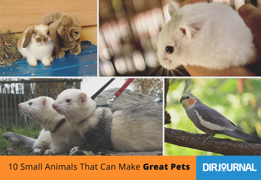 10 Small Animals That Can Make Great Pets
