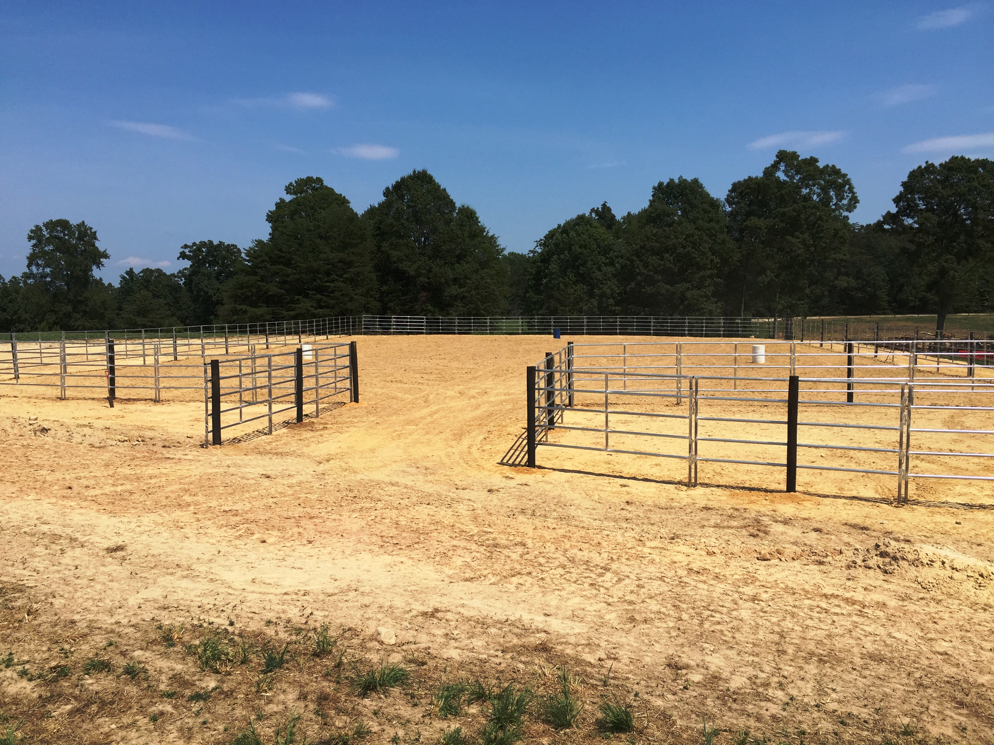 Open Horses for Sale