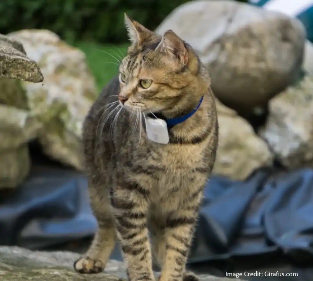 Best Tracking Device for Cats 6 Effective Options Dirtbags with Furbags
