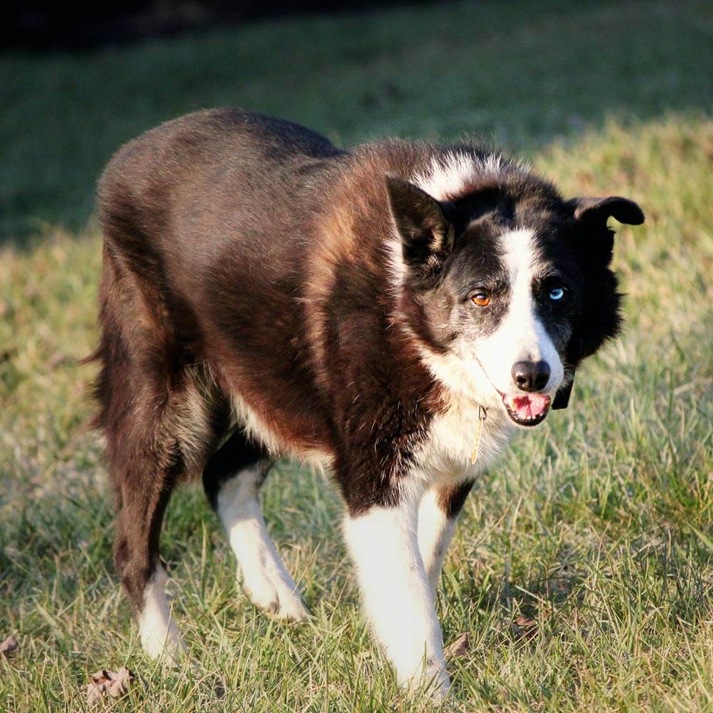 Dirty Paws Pet Groomers Long Beach