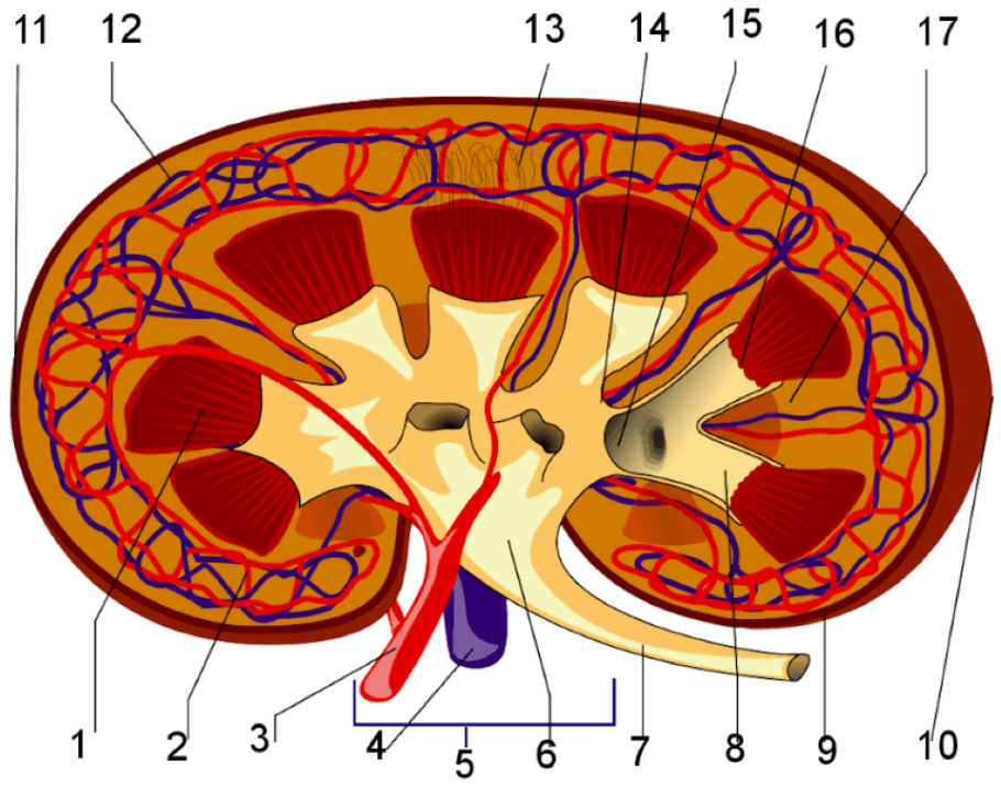 Changing Kidney Donor Blood Type Disabled World