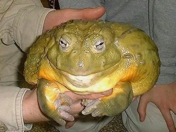 Pixie Frog Discover Animals