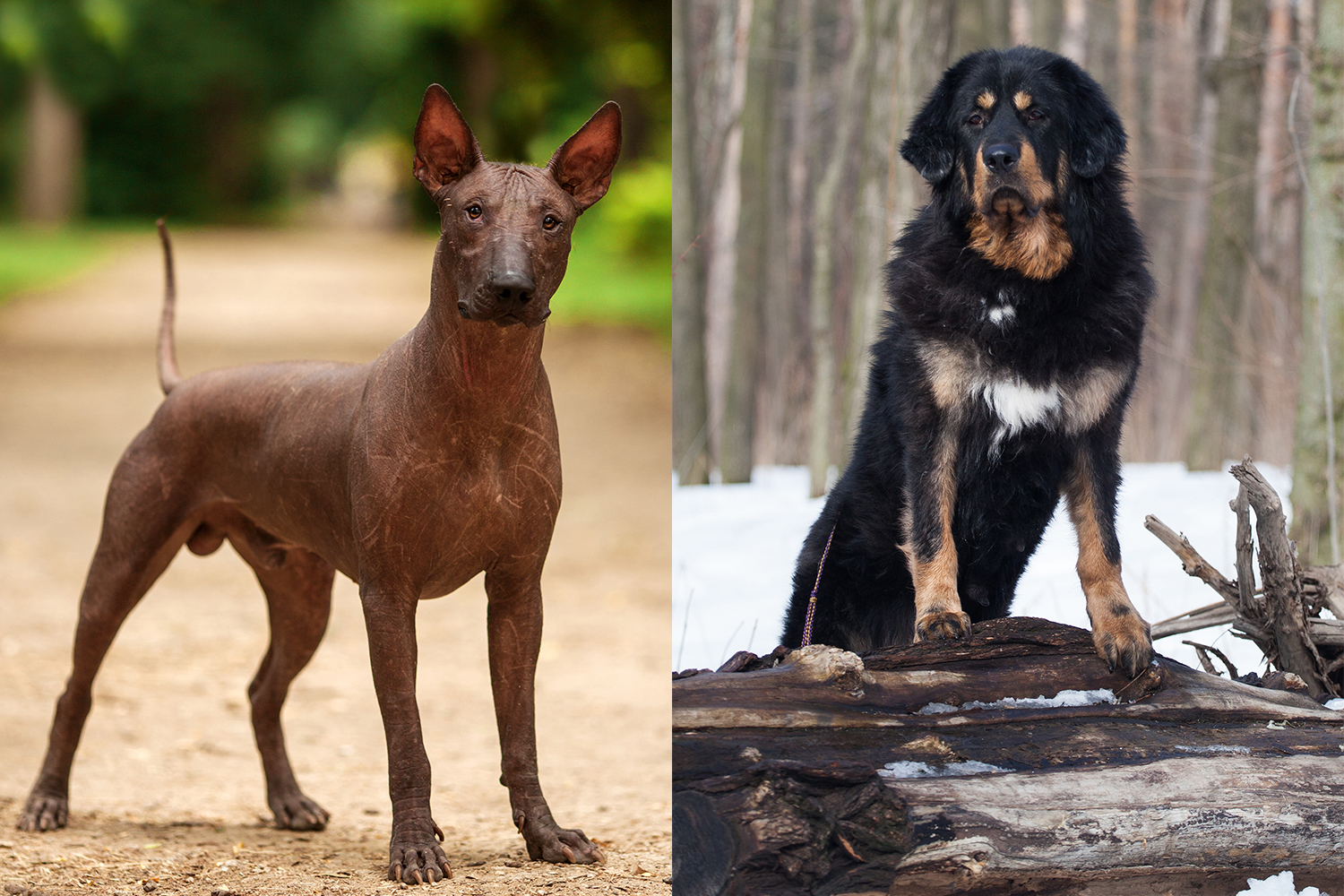 Why Dog Breeds Exist Discover Animals