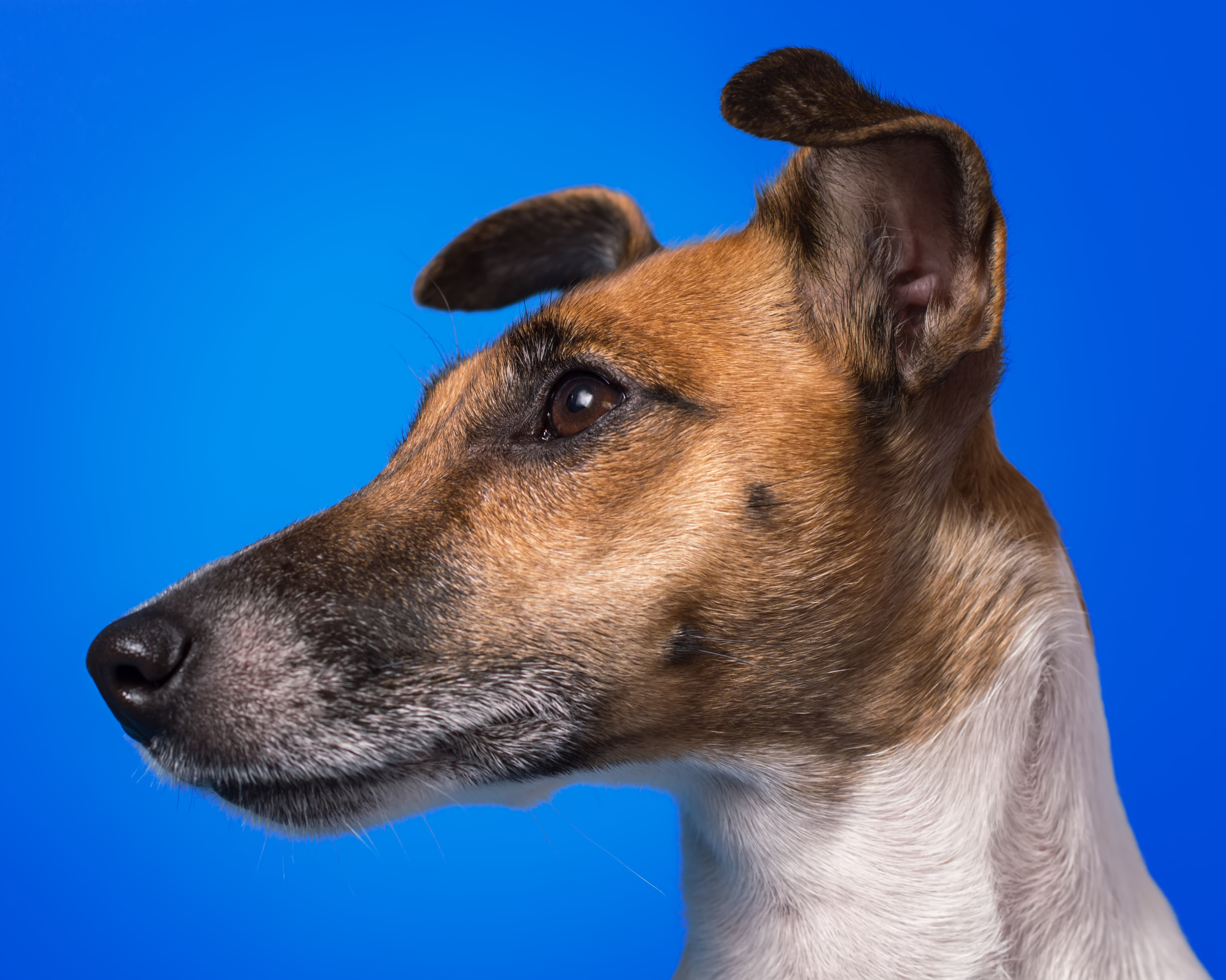 Why Dog Breeds Exist Discover Animals