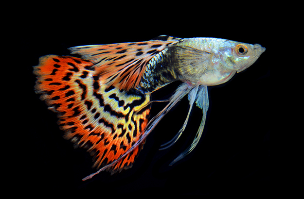 Fancy Guppy Discover Animals