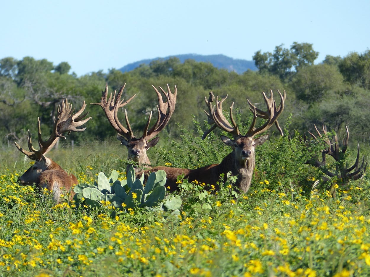International Real Estate for Sale Southern Colorado Bachman