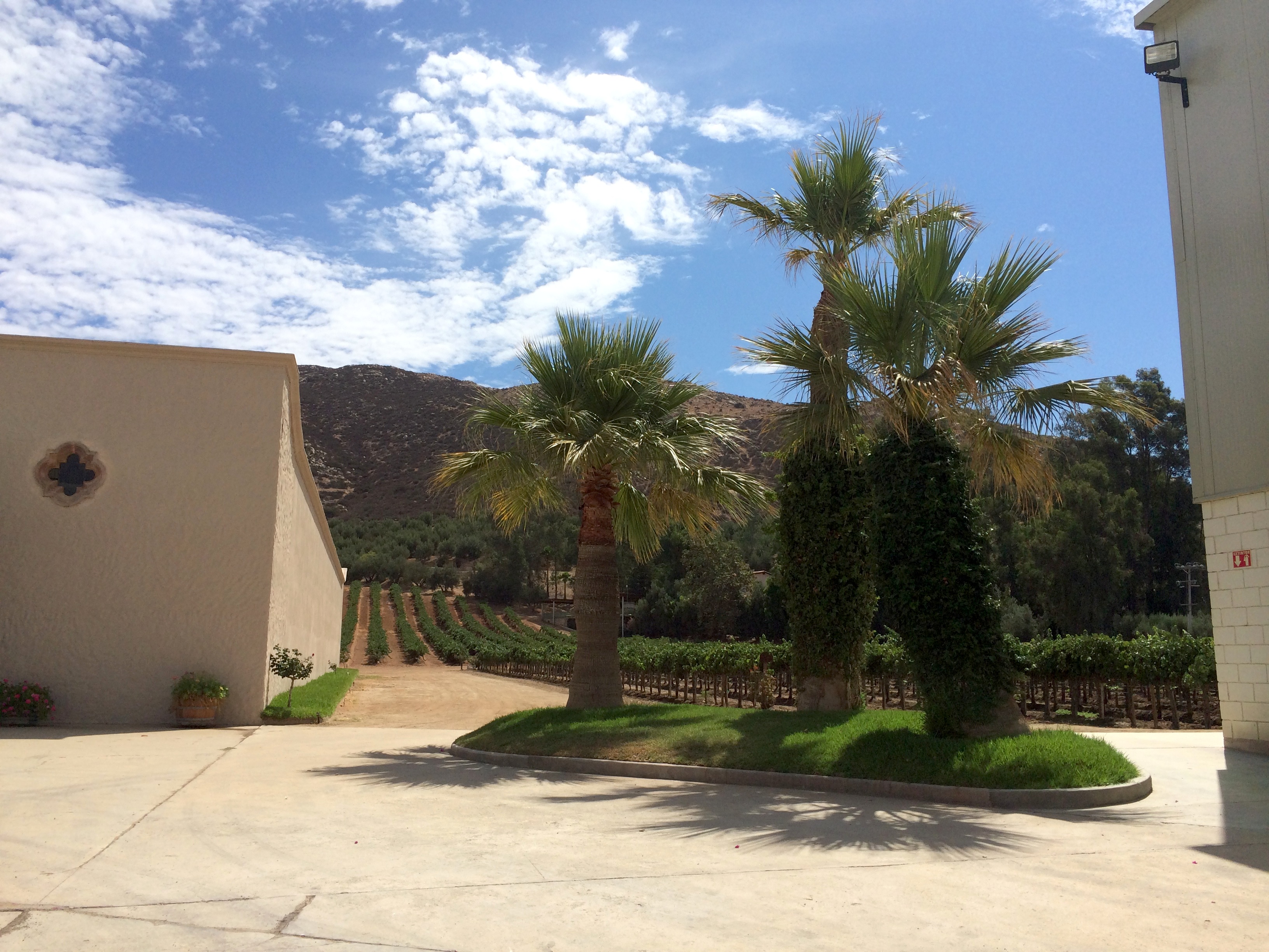 valle de guadalupe valley wine tour baja mexico L.A. Cetto Discover