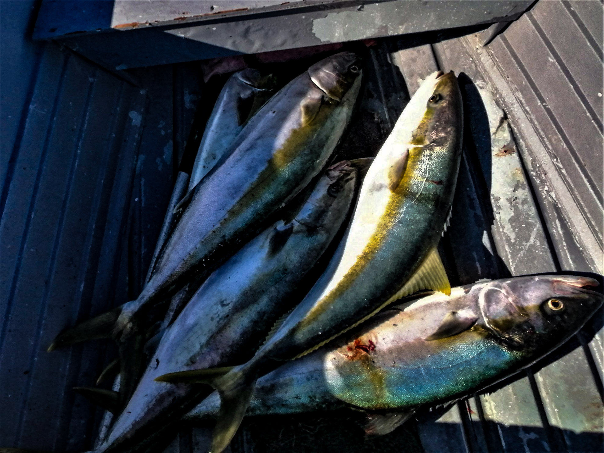 baja_fishing_report PHOTO4 Discover Baja Travel Club