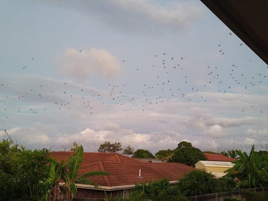 Hervey Bay Bats, Flying Foxes, Fruit Bats