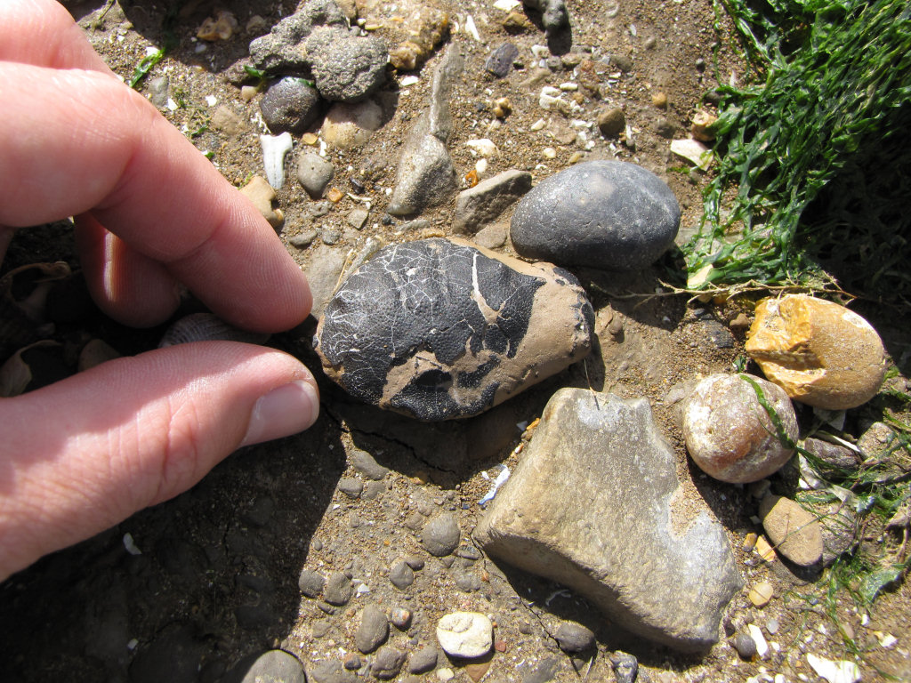 √ Fossil Hunting Near Me Alumn Photograph