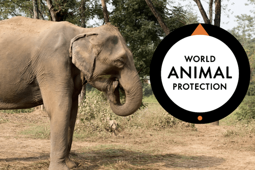 Djurvänlig turism, World Animal Protection Discovering The