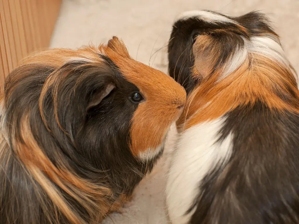 What Do Guinea Pigs Like to Play With 10 Toys Ideas for Your Pet