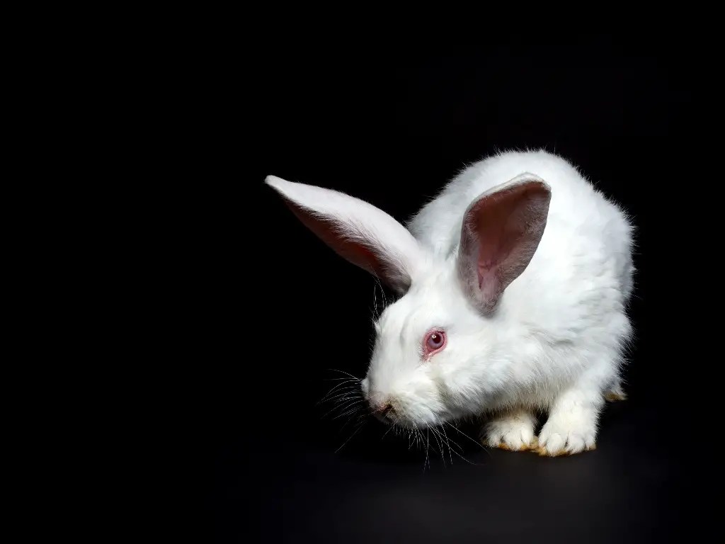 Can Rabbit See in the Dark Rabbit's Night Vision and Eye Structure