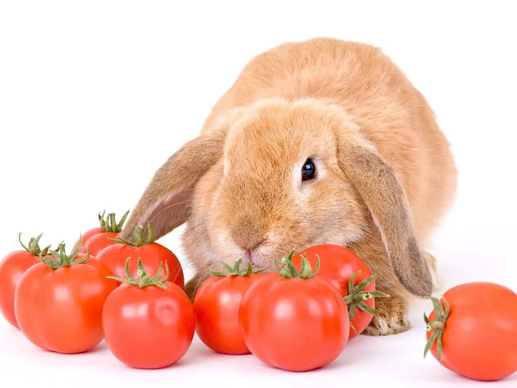 Can Rabbit Eat Tomato A Guide to Safely Feeding Tomatoes to Your Pet