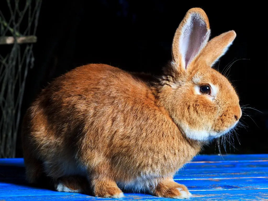 Can Rabbit Get Fleas Everything You Need to Know When It Comes to Your