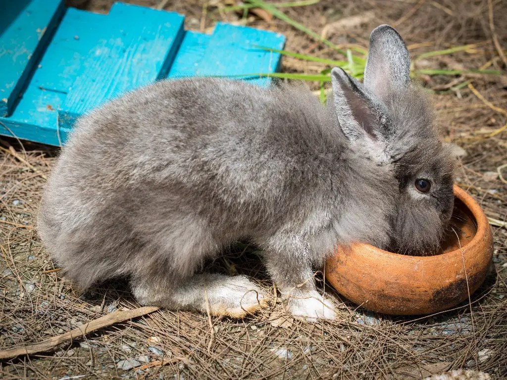 Rabbits Chew on Cardboard Your Rabbit’s Chewing Habit DiscoveryNatures