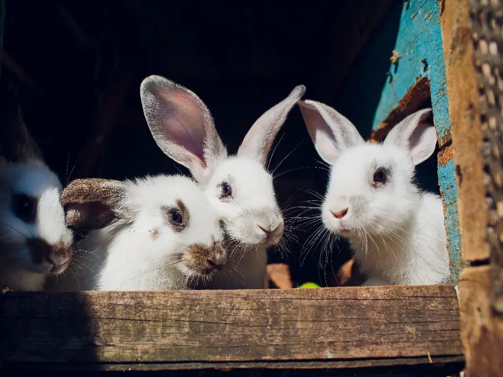 How Many Rabbits Can a Rabbit Have in a Year What You Need to Know About Rabbit Reproduction