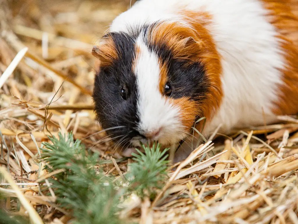 Can Guinea Pigs Have Bananas Benefits of Bananas to Your Guinea Pigs