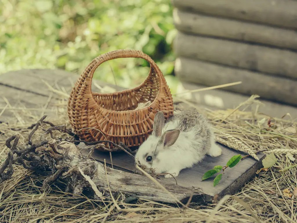 Can Rabbits Use Cedar Bedding 10 Toxic Wood Types for Rabbits That You