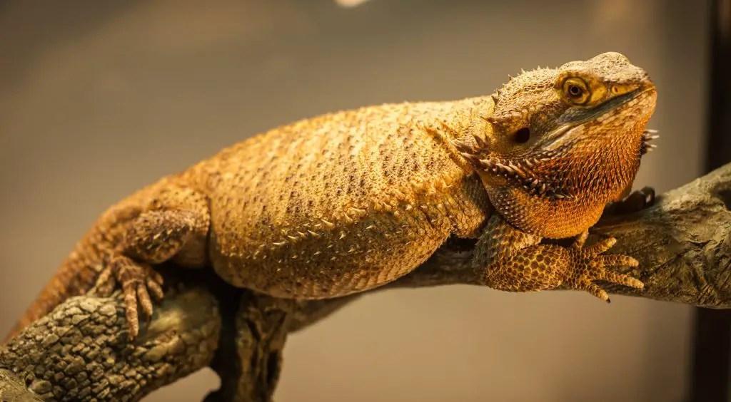 Biggest Bearded Dragon in the World Meet the RecordBreaking Lizard