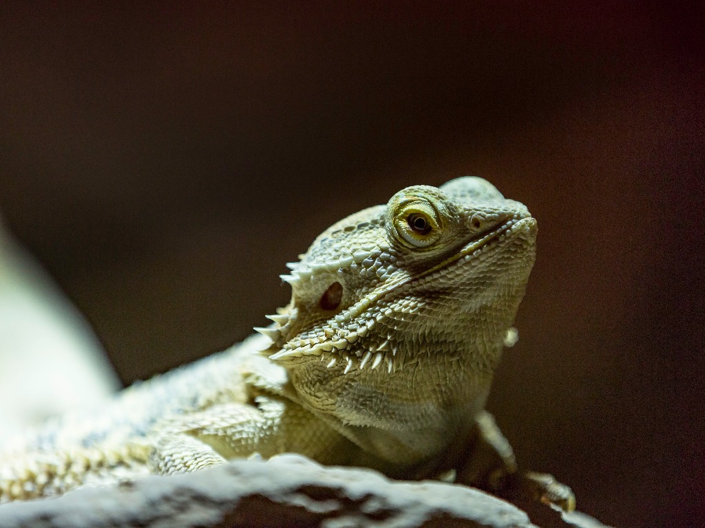 Can Bearded Dragons See in the Dark Exploring Their Vision in Low