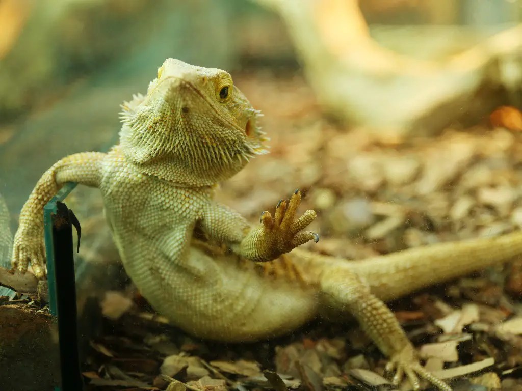 Do Bearded Dragons Love Their Owners? Exploring the Relationship Between Humans and Reptiles