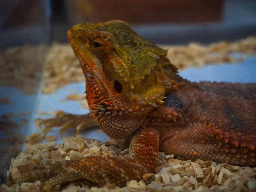 Can Bearded Dragons Live with Leopard Geckos? A Guide to Housing