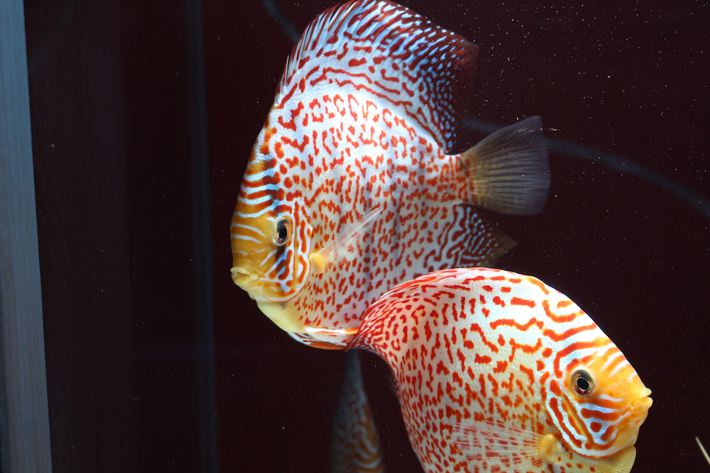 Red Ring Eruption Leopard Discus