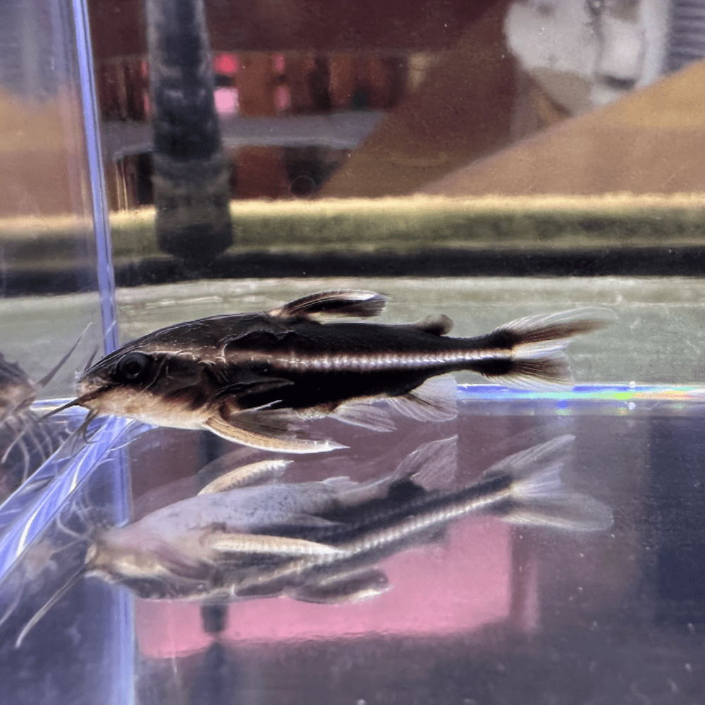 Striped Raphael Catfish (Platydoras armatulus) Discus Madness