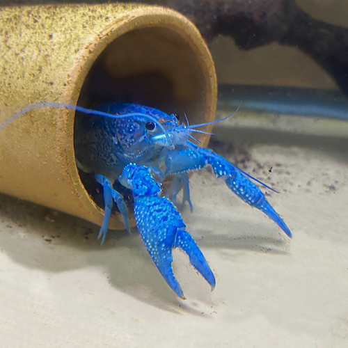 Electric Blue Crayfish (Procambarus alleni) Discus Madness