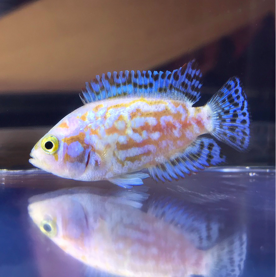 Electric Pink Jack Dempsey (Rocio octofasciata) Discus Madness