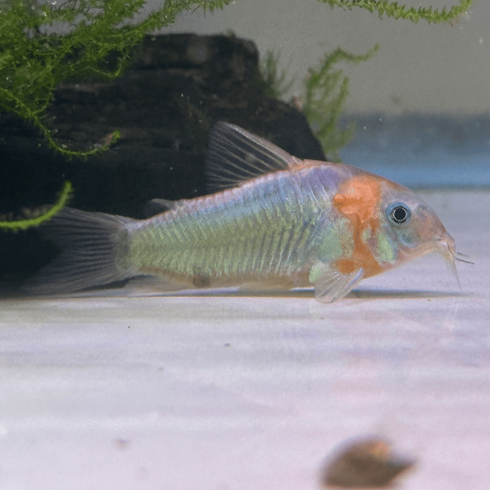Horsemans Cory (Corydoras eques) - Discus Madness