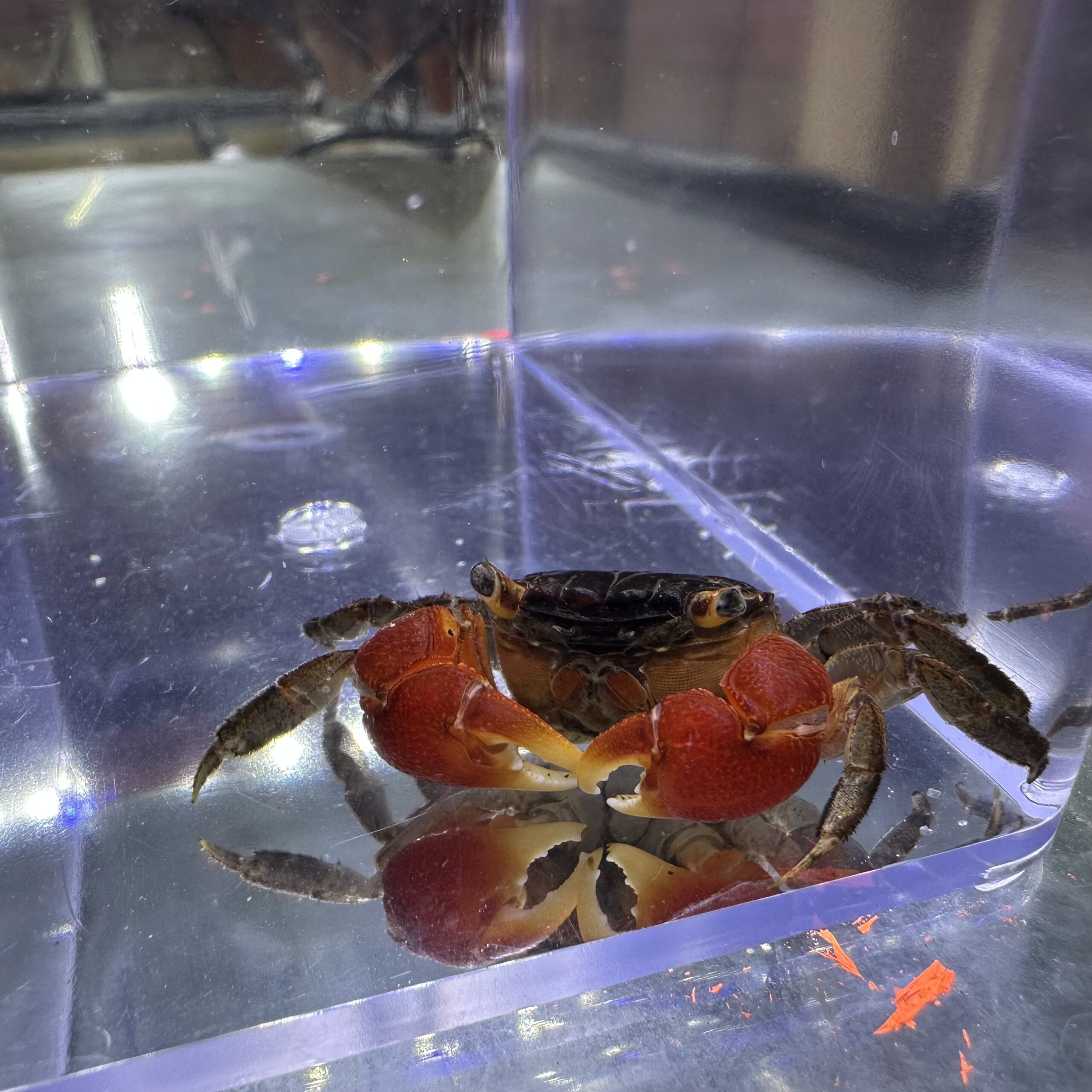 Red Claw Crab Discus Madness