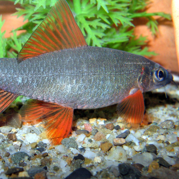 Rainbow Shark Discus Madness