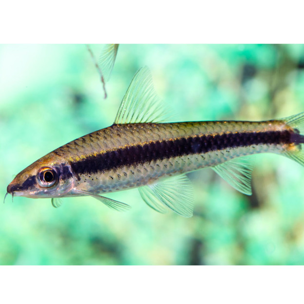 Siamese Algae Eater Discus Madness