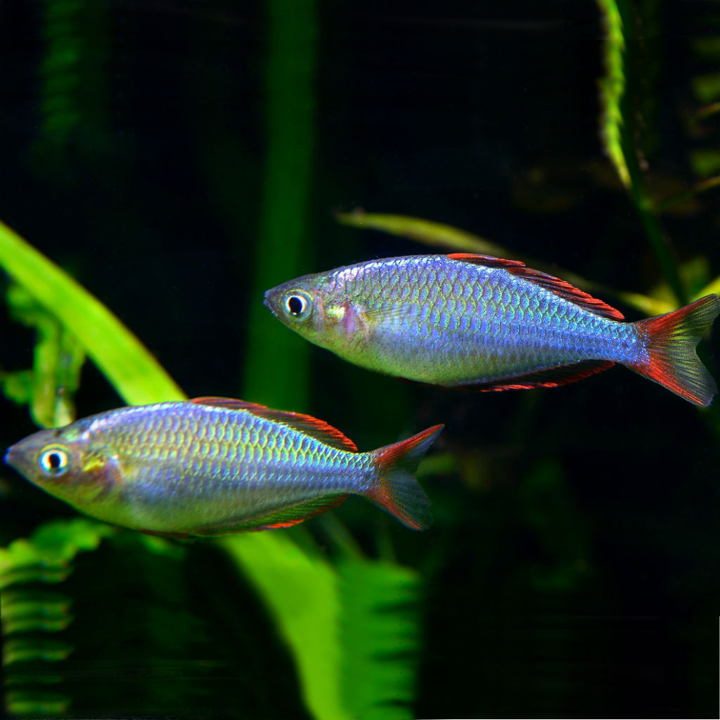 Dwarf Neon Rainbowfish (Melanotaenia praecox Rainbow) Discus Madness