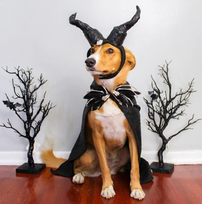 DIY Dog Costume Inspired by Maleficent! Disney Dining
