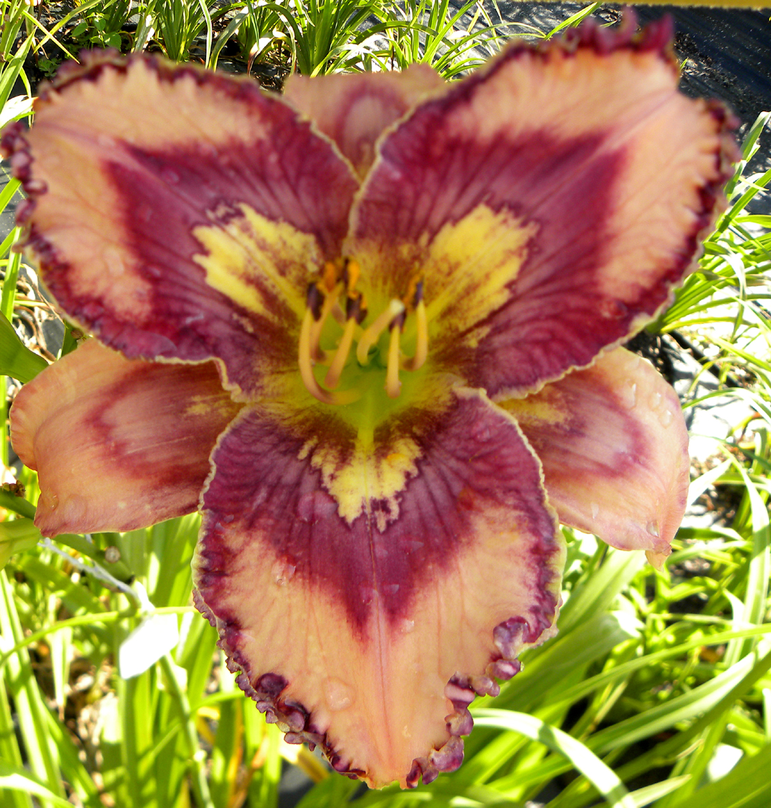 Bada Bing Bada Boom, Daylily
