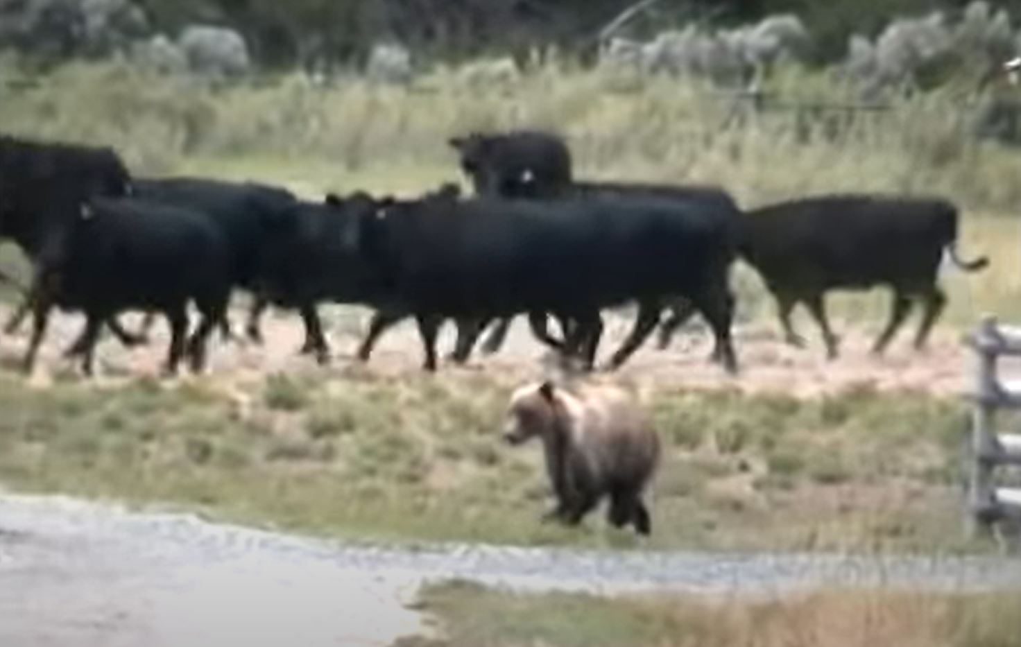 VIDEO Bear Decides He Doesn't Want To Mess With Herd of Cattle, Runs